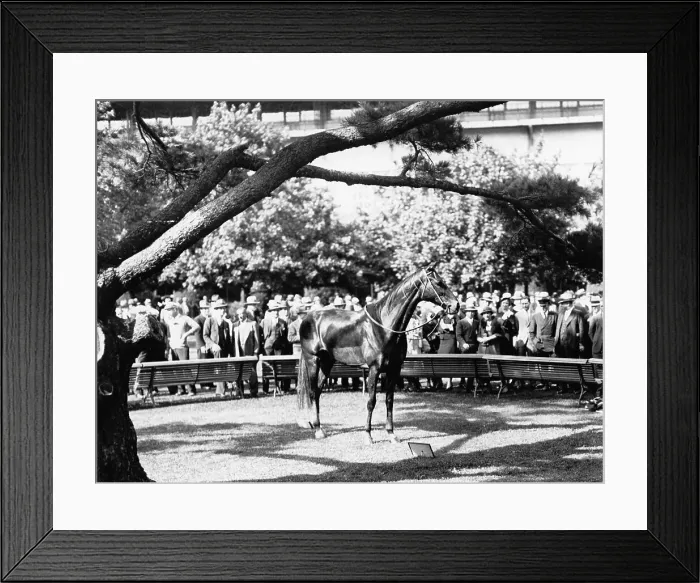 Framed Print : People Observing Stuffed Horse Image