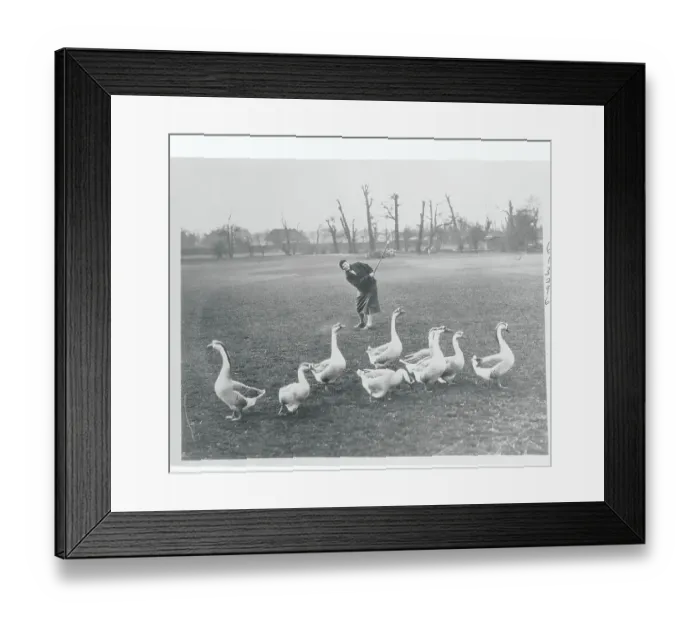 Framed Print : Woman Playing on Golf Course near Geese Framed Print : Woman Playing on Golf Course near Geese