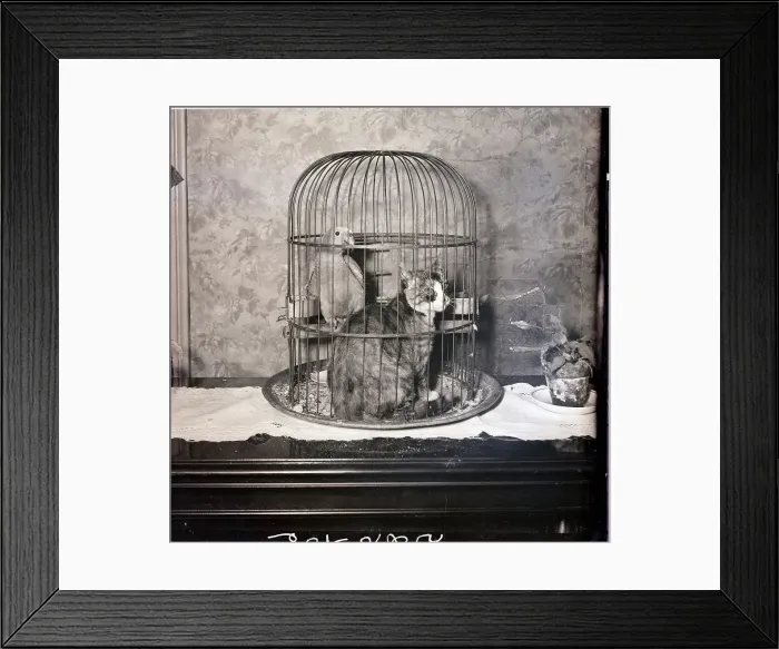 Framed Print : Parrot and Cat Seated in Cage