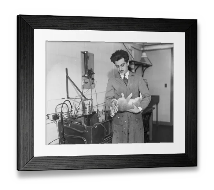 Framed Print : Scientist Immobilizing Rabbit in Lab Framed Print : Scientist Immobilizing Rabbit in Lab
