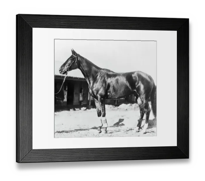 Framed Print : Race Horse