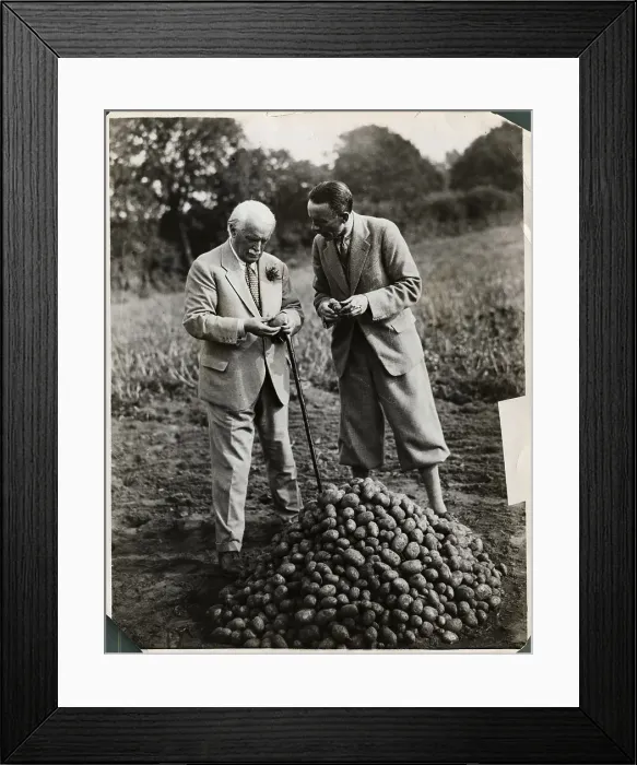 Framed Print : Lloyd George Inspects his new Fertilized Grown potatoes Framed Print : Lloyd George Inspects his new Fertilized Grown potatoes