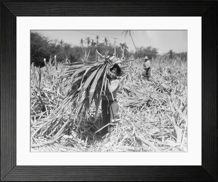 Framed Print : Japanese Cutting Sugar Cane on Maui Framed Print : Japanese Cutting Sugar Cane on Maui