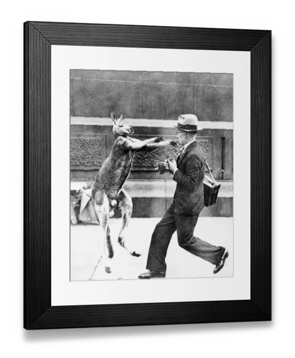 Framed Print : Kangaroo Lunging at Photographer Framed Print : Kangaroo Lunging at Photographer