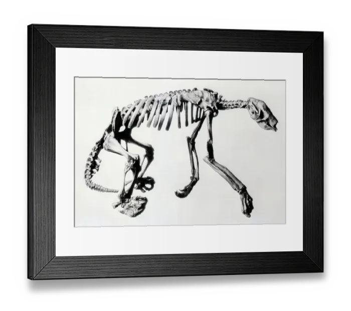 Framed Print : Skeleton of Extinct Ground Sloth Framed Print : Skeleton of Extinct Ground Sloth