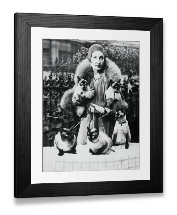 Framed Print : Woman With Prize Winning Siamese Cats