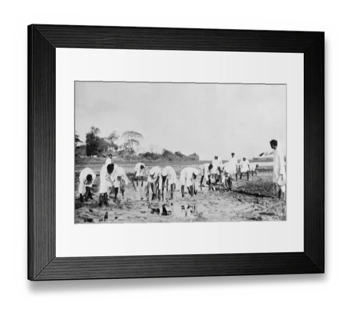Framed Print : Followers of Gandhi Breaking Salt Laws Framed Print : Followers of Gandhi Breaking Salt Laws
