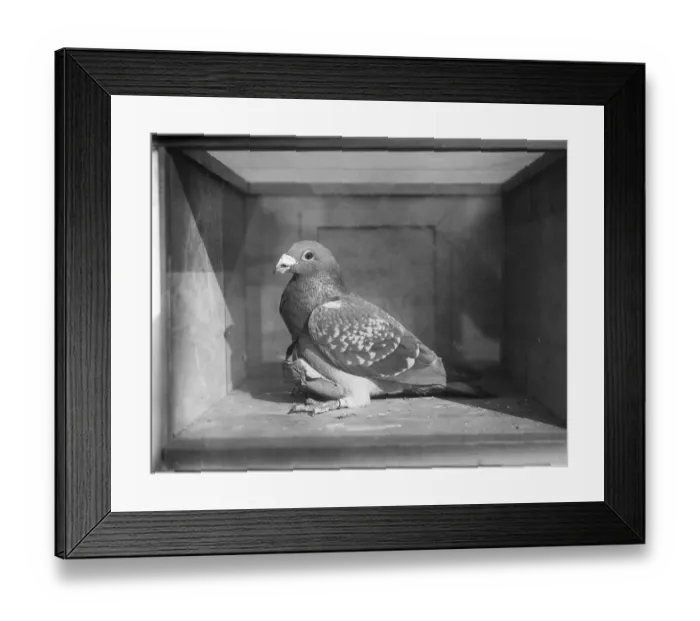Framed Print : Carrier Pigeon Used in an Experiment