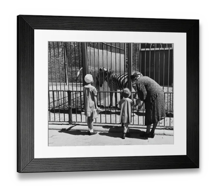 Framed Print : Central Park Zoo Framed Print : Central Park Zoo