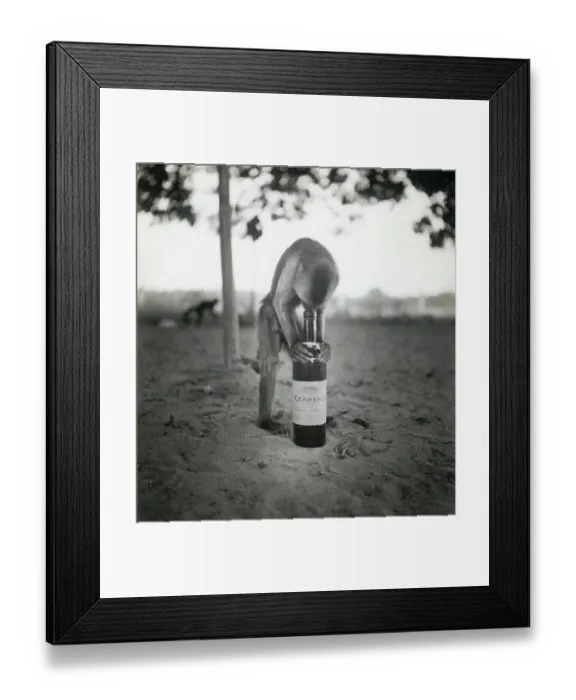 Framed Print : Monkey Inspecting Wine Bottle Framed Print : Monkey Inspecting Wine Bottle