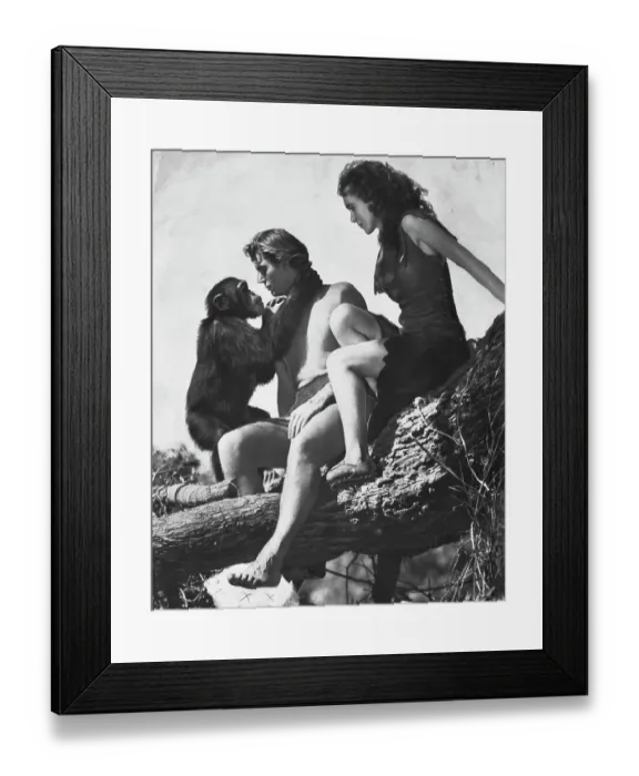 Framed Print : Entertainers of Tarzan in a Tree Framed Print : Entertainers of Tarzan in a Tree