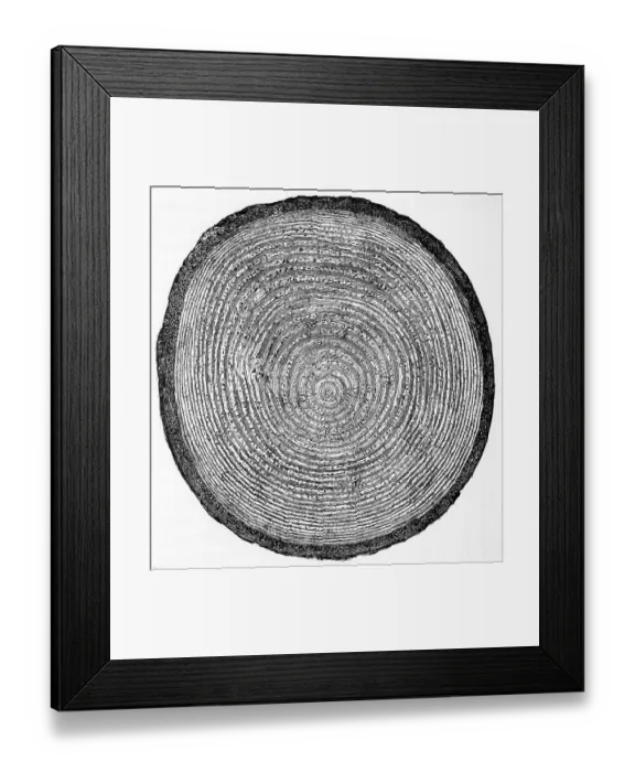 Framed Print : Cross Section of Fir Trunk Framed Print : Cross Section of Fir Trunk