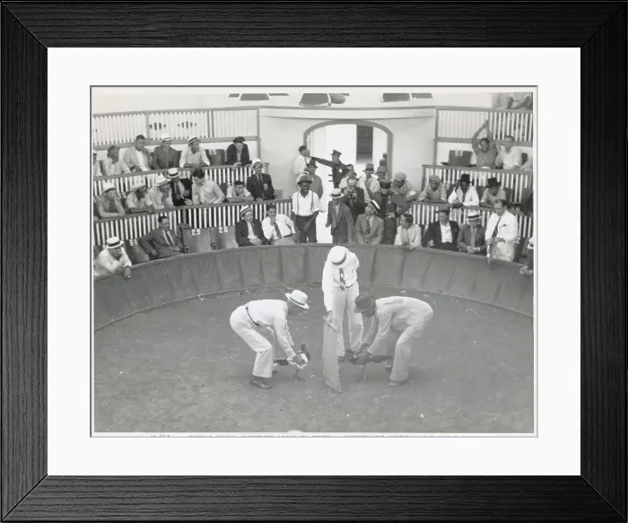 Framed Print : Cockfight Preparing to Start Framed Print : Cockfight Preparing to Start
