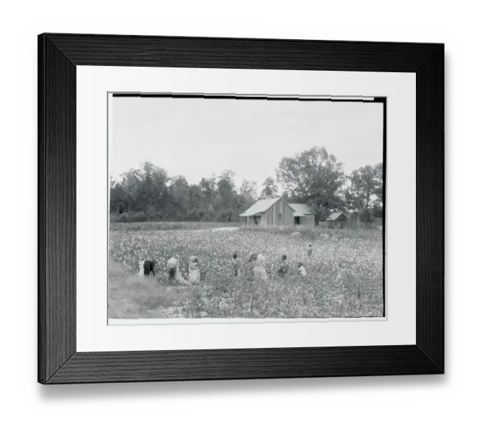 Framed Print : African Americans Cotton Pickers on Plantation