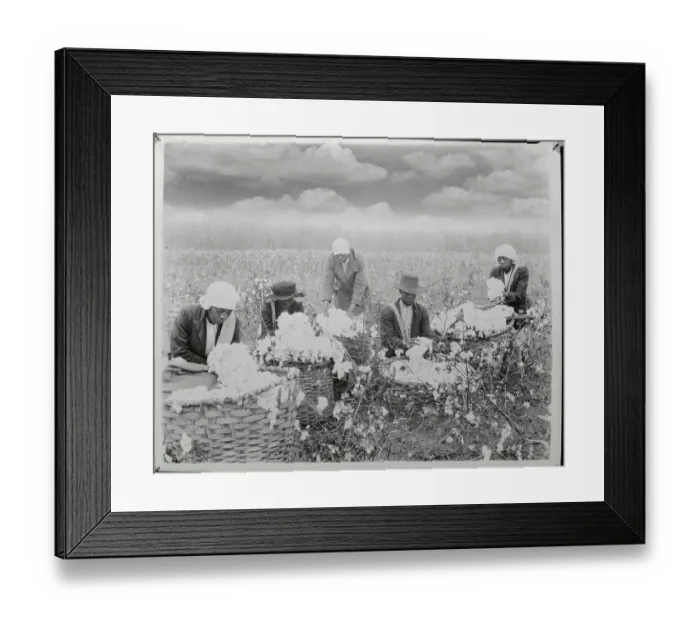 Framed Print : Picking Cotton on the Mississippi Delta