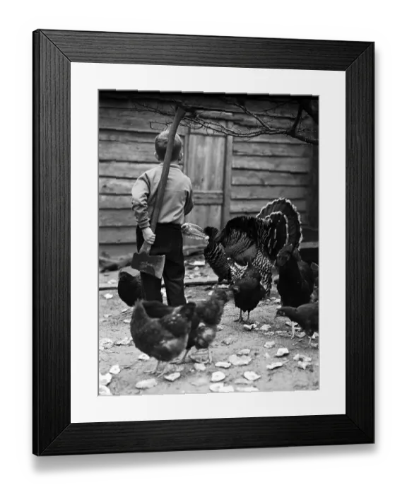 Framed Print : Little Boy Looking for Thanksgiving Turkey