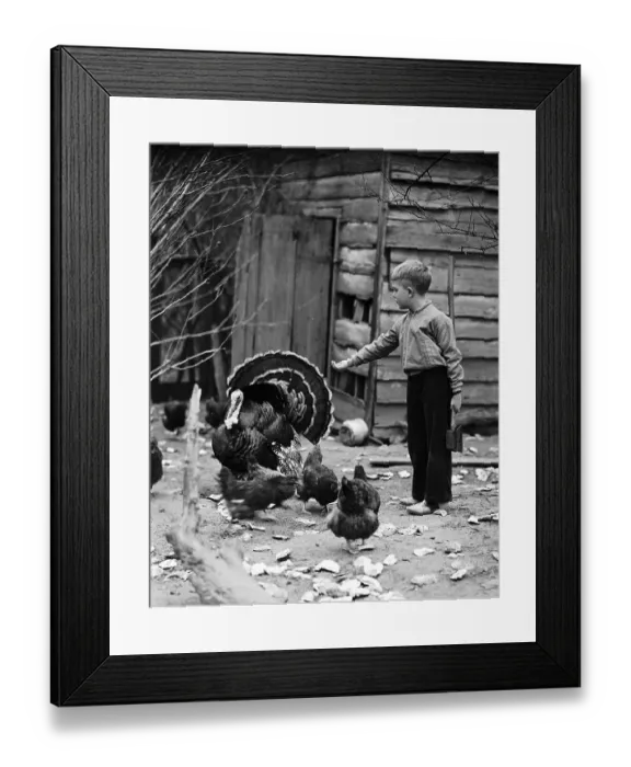 Framed Print : Boy with Axe Offering Feed to Turkey Framed Print : Boy with Axe Offering Feed to Turkey