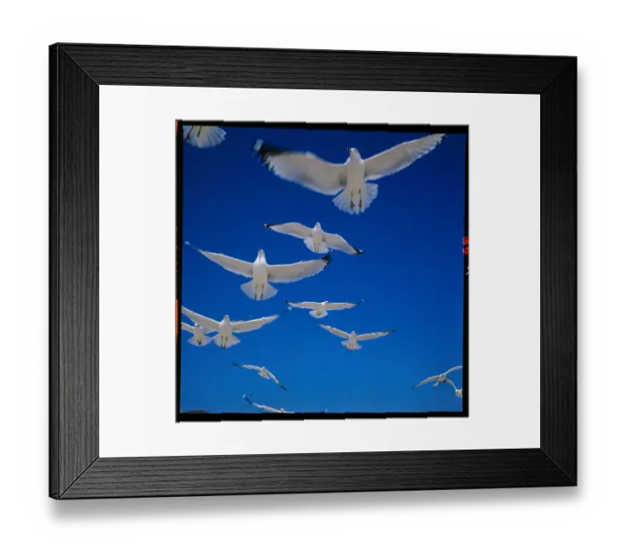 Framed Print : Gulls in Flight Framed Print : Gulls in Flight