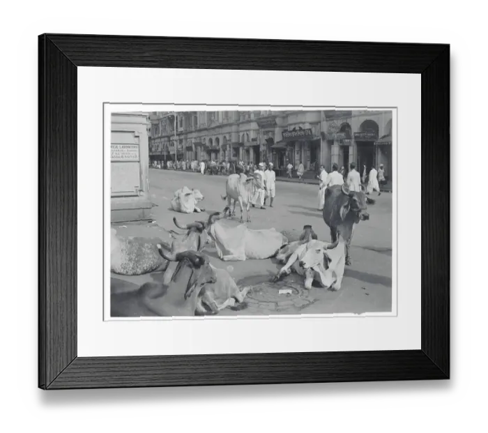 Framed Print : Cattle Relaxing in Bombay Framed Print : Cattle Relaxing in Bombay