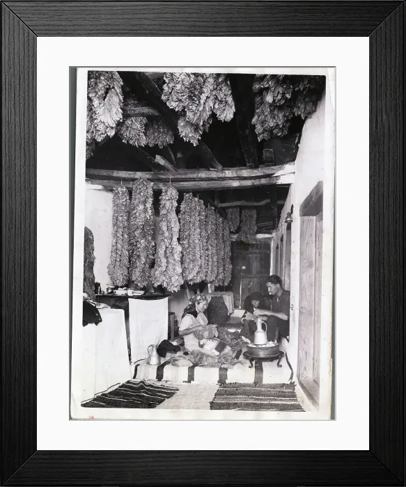 Framed Print : Tobacco Farmers Preparing Their Product