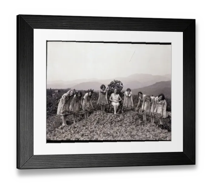 Framed Print : Women Lay Carpet of Grapes Framed Print : Women Lay Carpet of Grapes