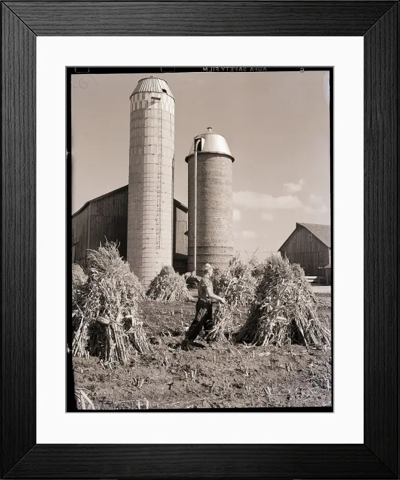 Framed Print : Man Gathering Shucks of Corn Framed Print : Man Gathering Shucks of Corn