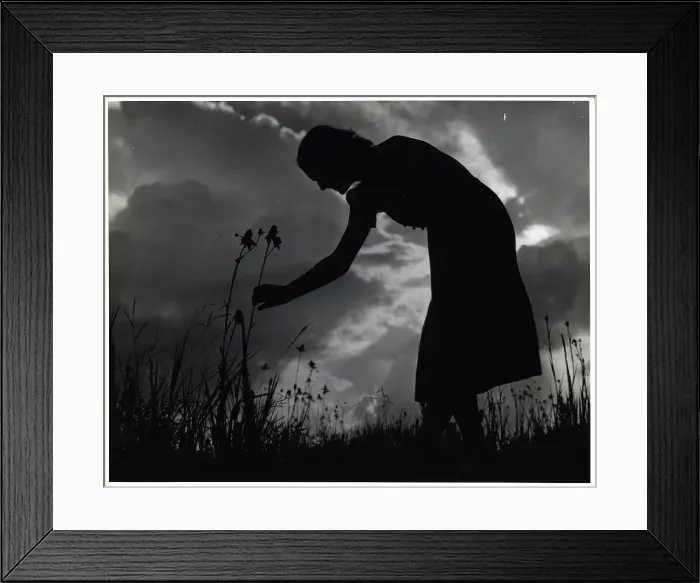 Framed Print : Silhouette of Woman Picking Flowers Framed Print : Silhouette of Woman Picking Flowers
