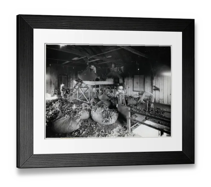 Framed Print : Workers Weighing Yerba Matte Leaves Framed Print : Workers Weighing Yerba Matte Leaves