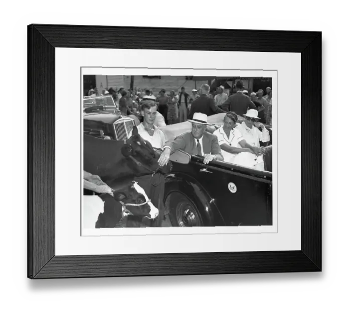 Framed Print : Franklin Delano Roosevelt Pats Cow Framed Print : Franklin Delano Roosevelt Pats Cow