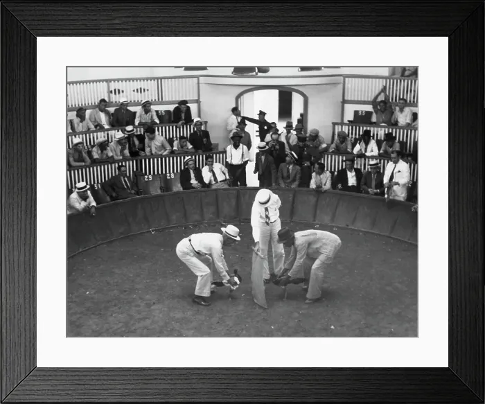 Framed Print : Cockfight In Puerto Rico In 1930 Framed Print : Cockfight In Puerto Rico In 1930