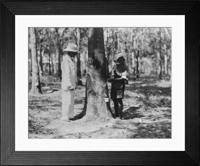 Framed Print : Tapping for Rubber in Liberia Framed Print : Tapping for Rubber in Liberia