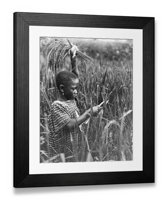Framed Print : African Girl Cutting Maize Framed Print : African Girl Cutting Maize