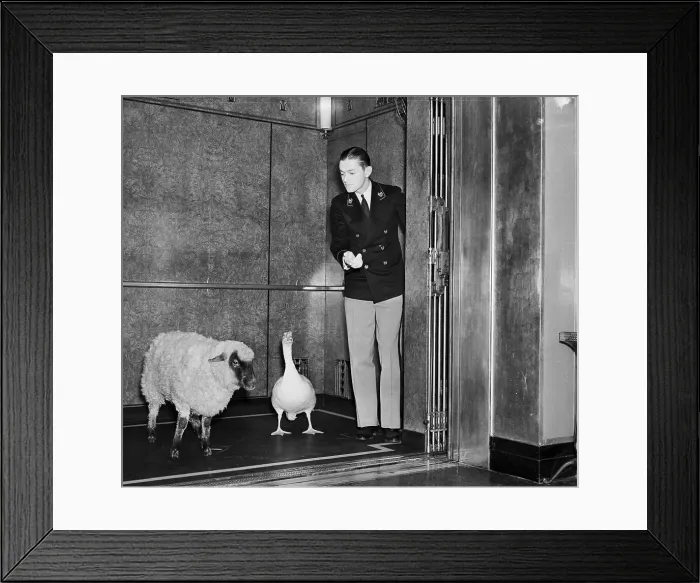 Framed Print : Sheep and Goose Riding Elevator Framed Print : Sheep and Goose Riding Elevator