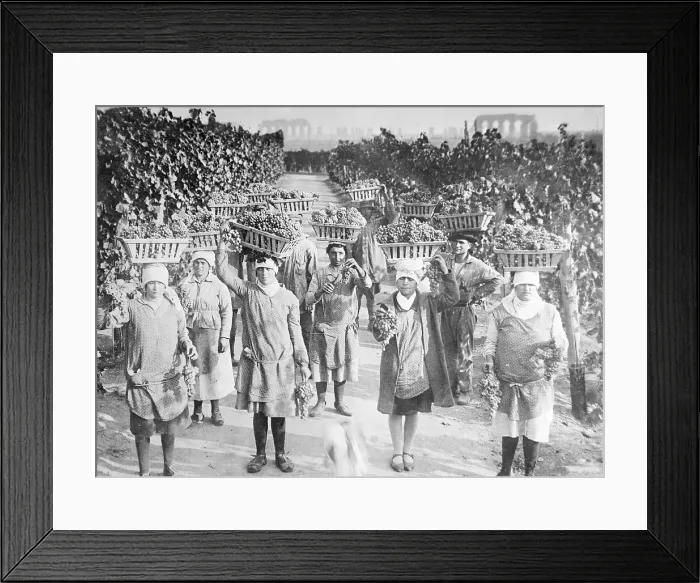 Framed Print : Women Carrying Baskets Full of Grapes Framed Print : Women Carrying Baskets Full of Grapes