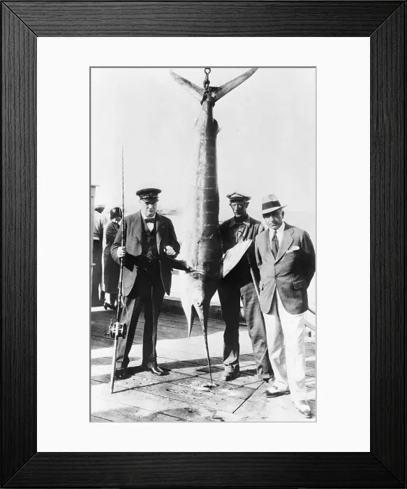 Framed Print : Winston Churchill Holding Big Swordfish Framed Print : Winston Churchill Holding Big Swordfish