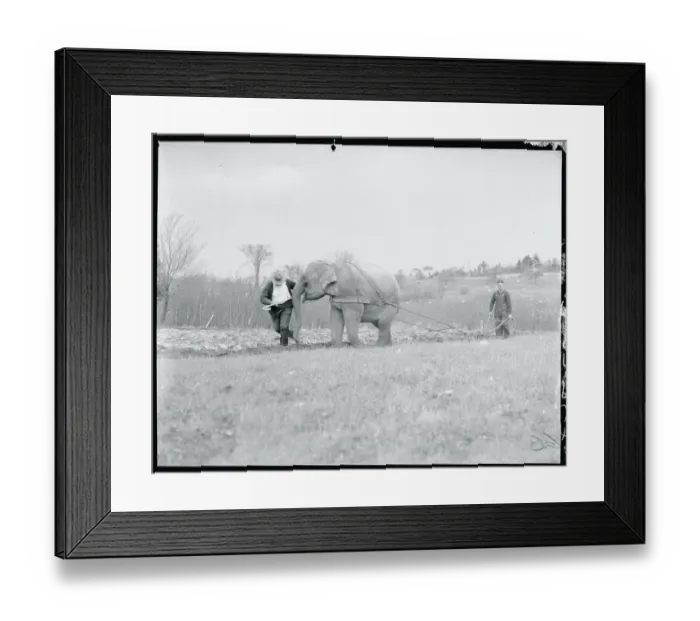 Framed Print : Elephant Plowing Field Framed Print : Elephant Plowing Field