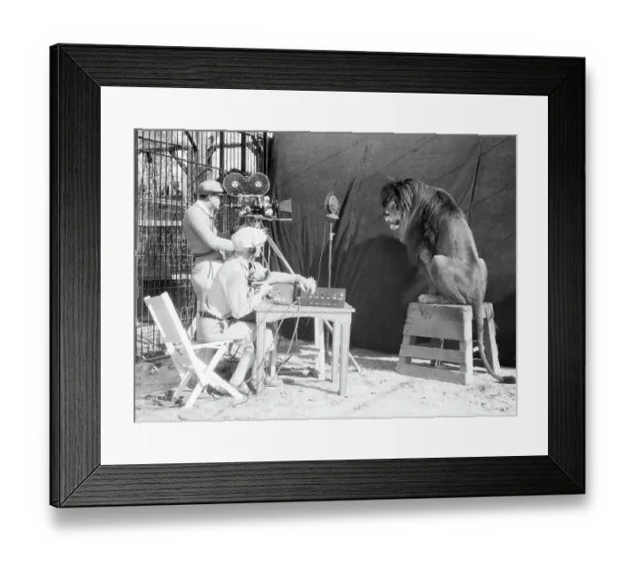 Framed Print : Leo the Lion Being Recorded Framed Print : Leo the Lion Being Recorded