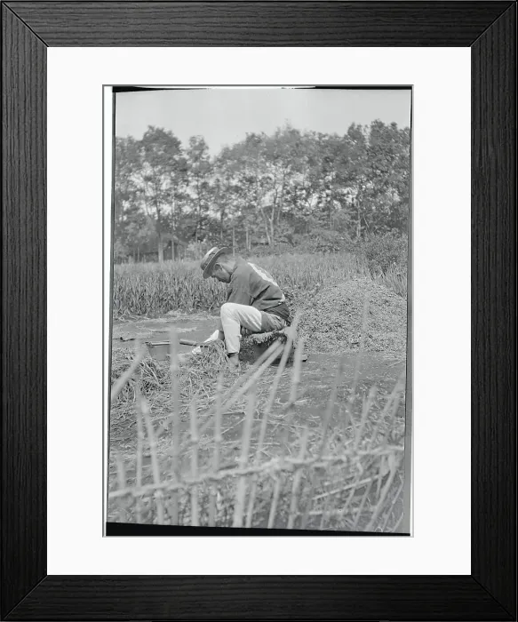 Framed Print : Japanese Farmer Harvesting Crops Framed Print : Japanese Farmer Harvesting Crops