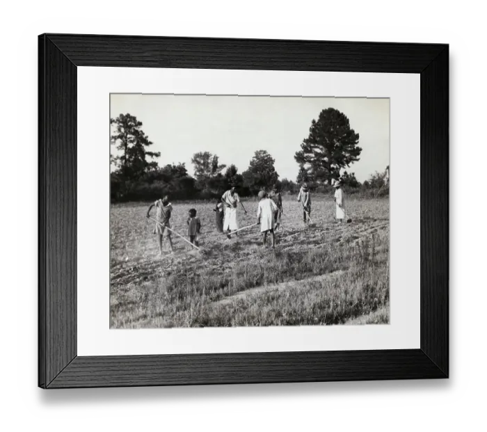 Framed Print : People Hoeing Cotton Field in Alabama Framed Print : People Hoeing Cotton Field in Alabama
