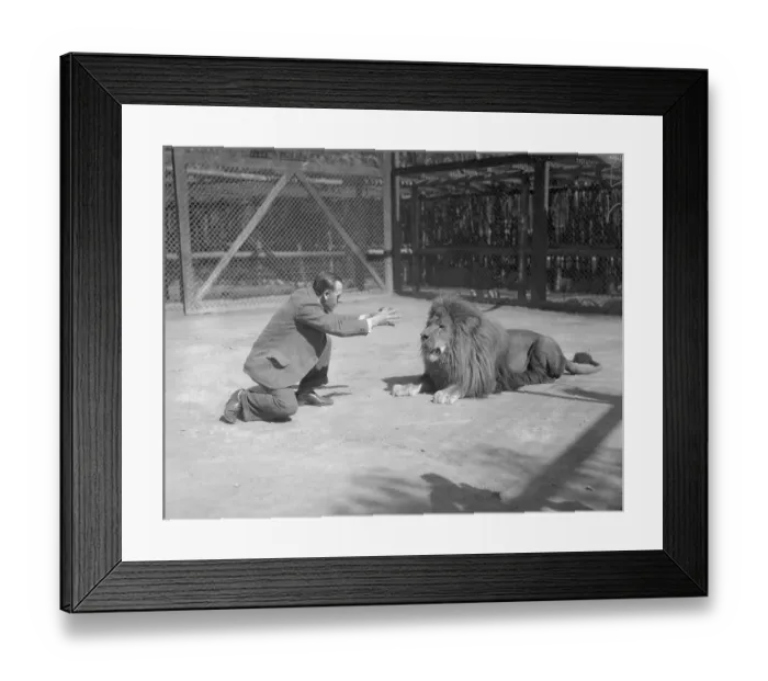 Framed Print : Man Trying to Hypnotize Lion