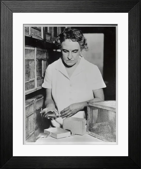 Framed Print : Maude Slye Working in Her Lab Framed Print : Maude Slye Working in Her Lab
