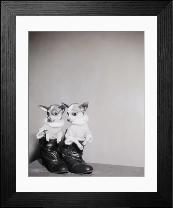 Framed Print : Chihuahuas In Shirts, Boots Framed Print : Chihuahuas In Shirts, Boots