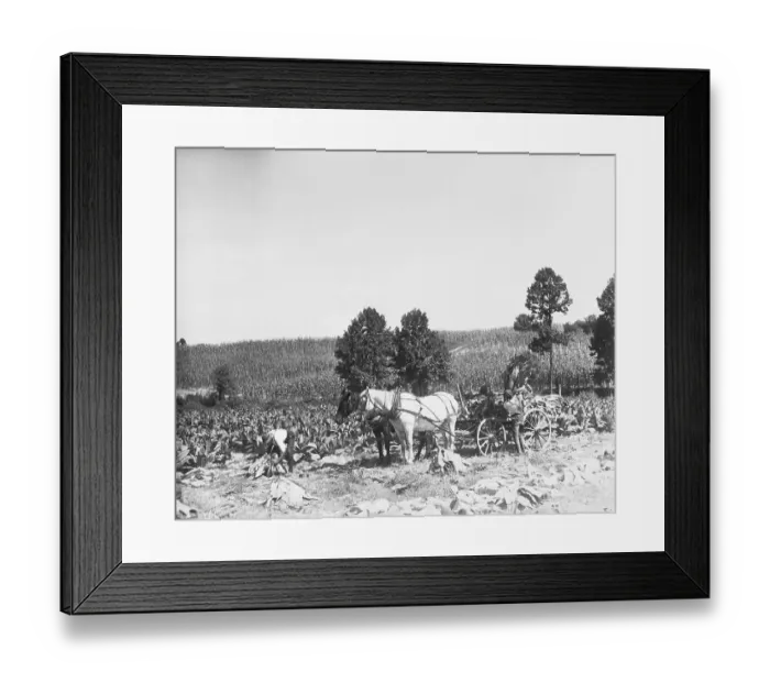 Framed Print : Tobacco Harvest in Maryland Framed Print : Tobacco Harvest in Maryland