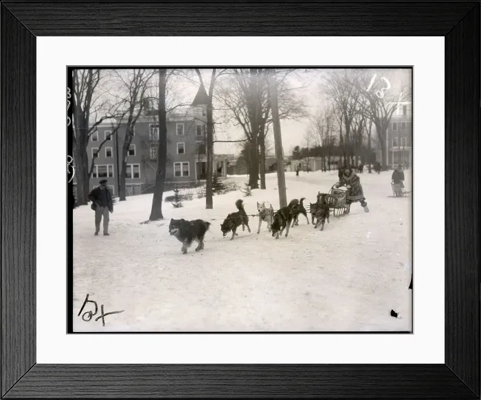 Framed Print : Alaskan Dog Racer In Competition Framed Print : Alaskan Dog Racer In Competition