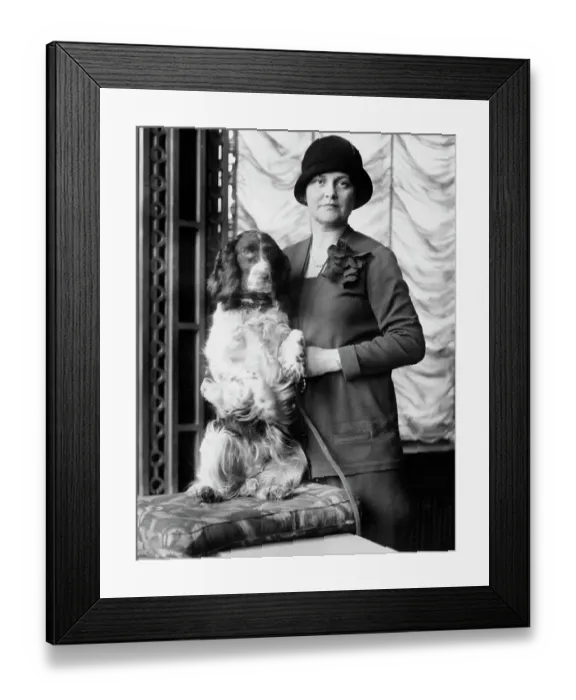 Framed Print : Prize Spaniel at American Spaniel Club Show Framed Print : Prize Spaniel at American Spaniel Club Show