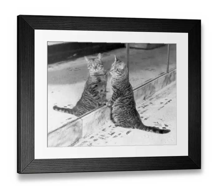 Framed Print : Cat Looking at Herself in Mirror
