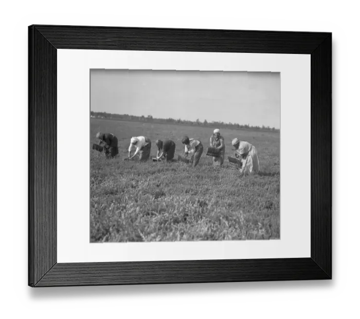 Framed Print : Pickers Scooping the Berries from the Bogs Framed Print : Pickers Scooping the Berries from the Bogs