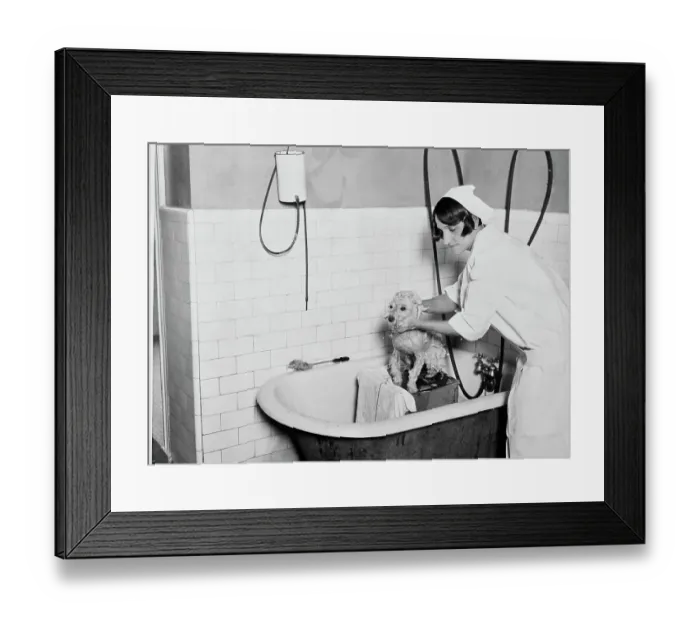 Framed Print : Bath Day. Doctor Locke gives a bath to a dog as as part of its treatment Framed Print : Bath Day. Doctor Locke gives a bath to a dog as as part of its treatment