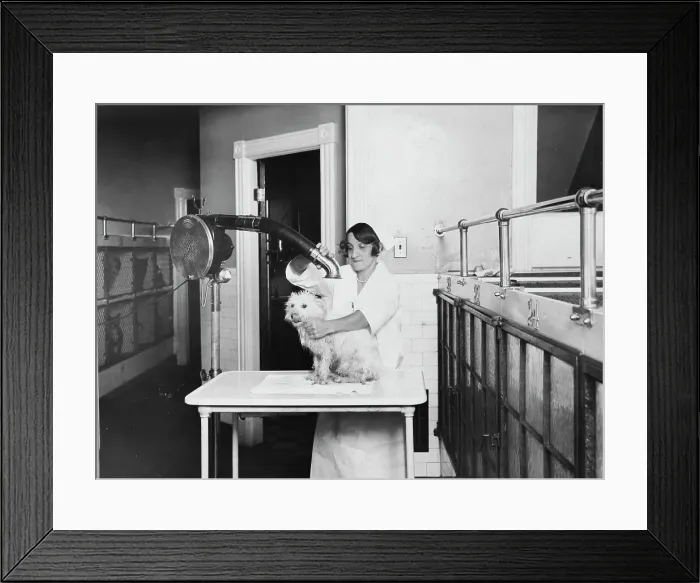 Framed Print : Dog at the Vet
