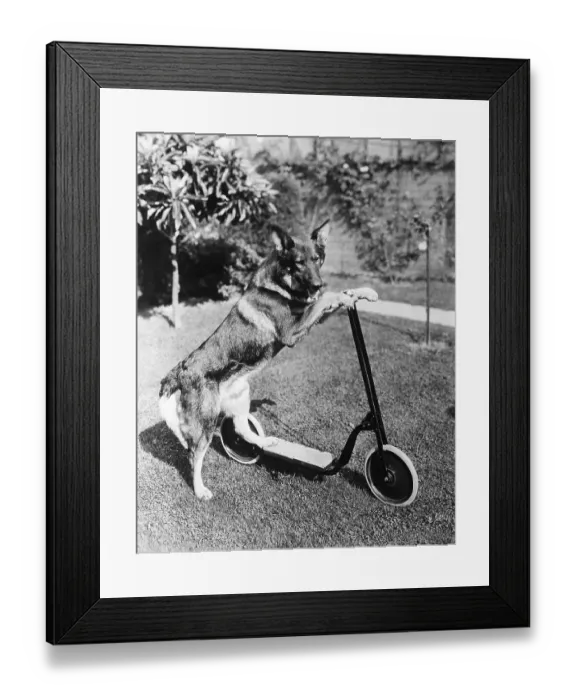 Framed Print : Rin-Tin-Tin on His Scooter Framed Print : Rin-Tin-Tin on His Scooter